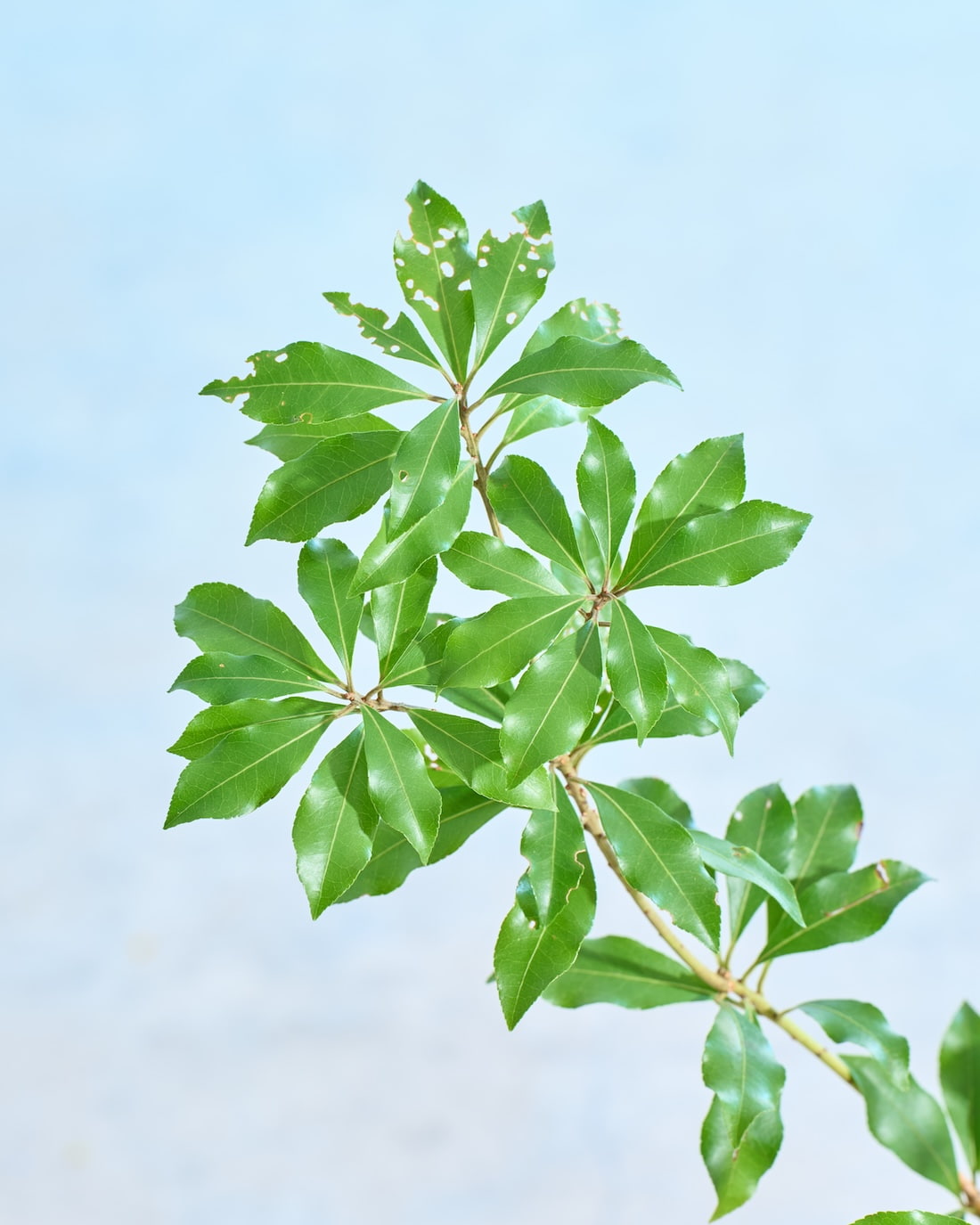 フレッシュな状態でお届け］アセビ - 土と風の植物園