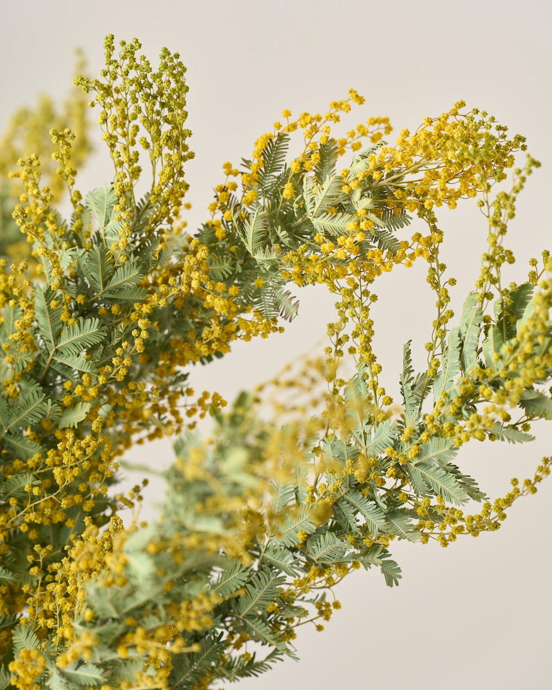 ドライフラワー］ミモザ 銀葉アカシア 商品ページ - 土と風の植物園