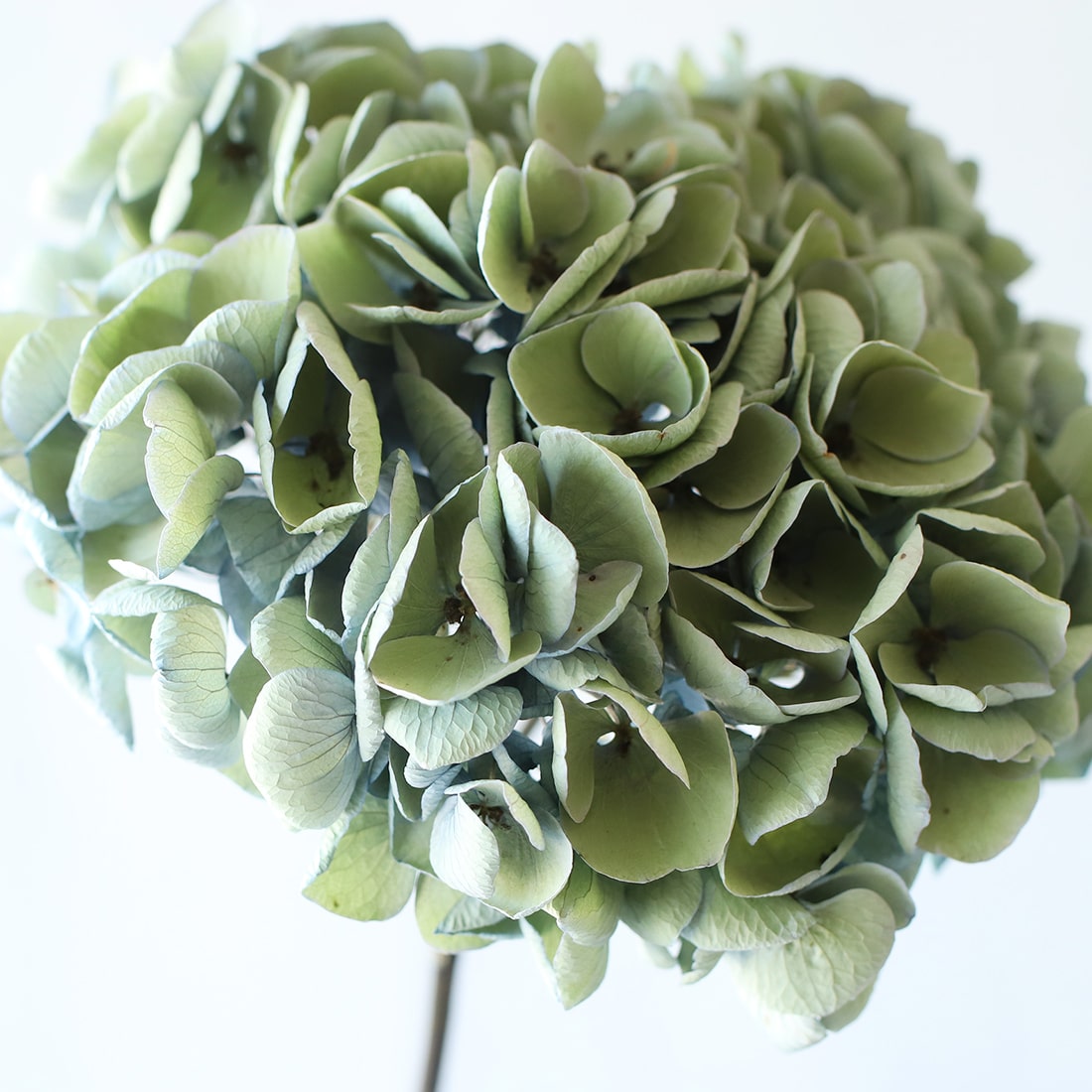 ドライフラワー］秋色紫陽花 西安 商品ページ - 土と風の植物園