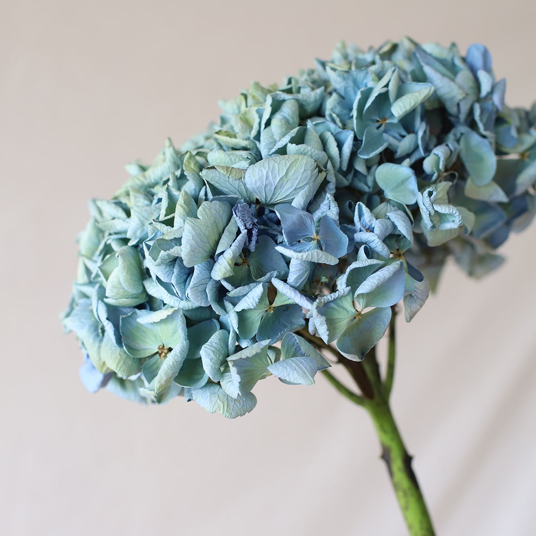 ドライフラワー］紫陽花 西安アンティークブルー 商品ページ - 土と風