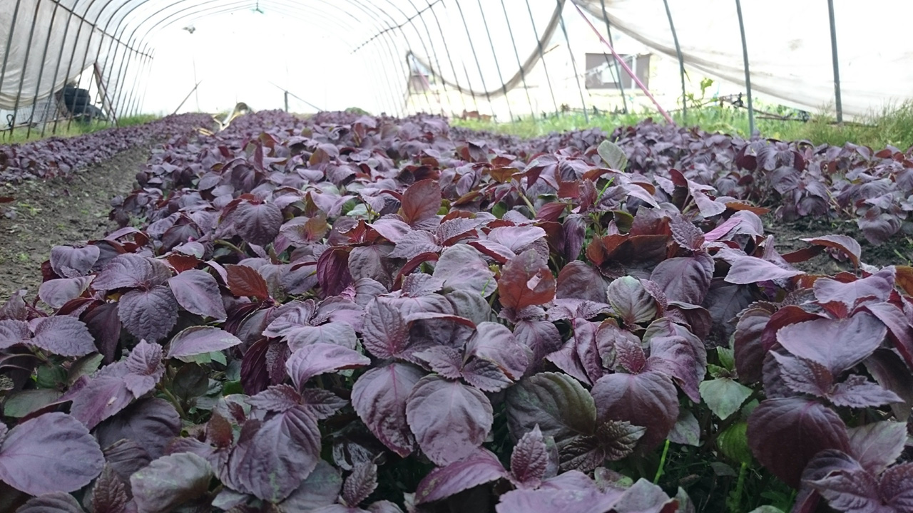 赤紫蘇の苗 - 辻しば漬本舗