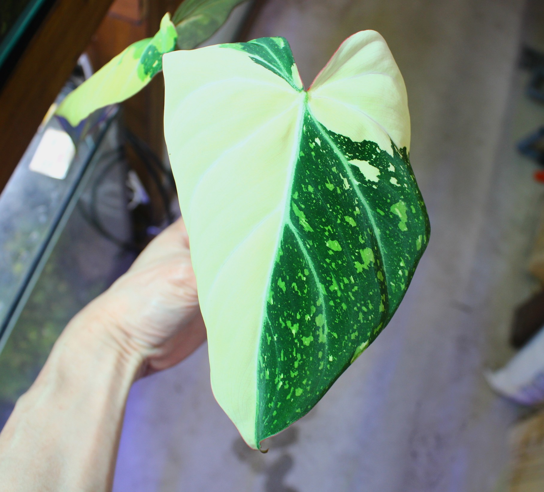 フィロデンドロン グロリオーサム 'トリコロール 斑入り' | AQUASHOP