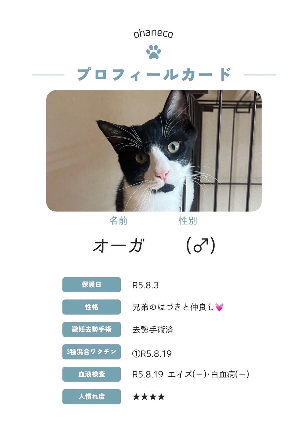 おちゃねこオーガ - 北海道札幌市の保護猫団体 ツキネコ北海道