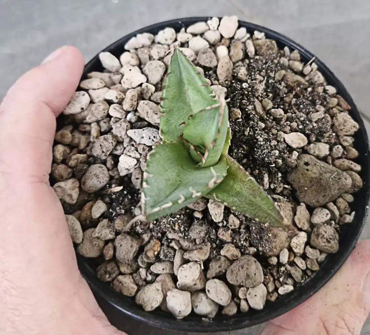 Agave titanota 'Hades' - Agave Plants Store - Tropics @Home