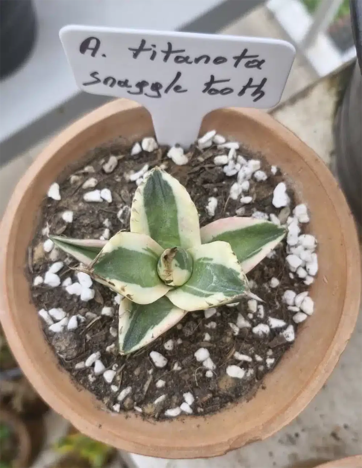 Agave titanota 'Snaggle Tooth' - Agave Plants Store - Tropics @Home