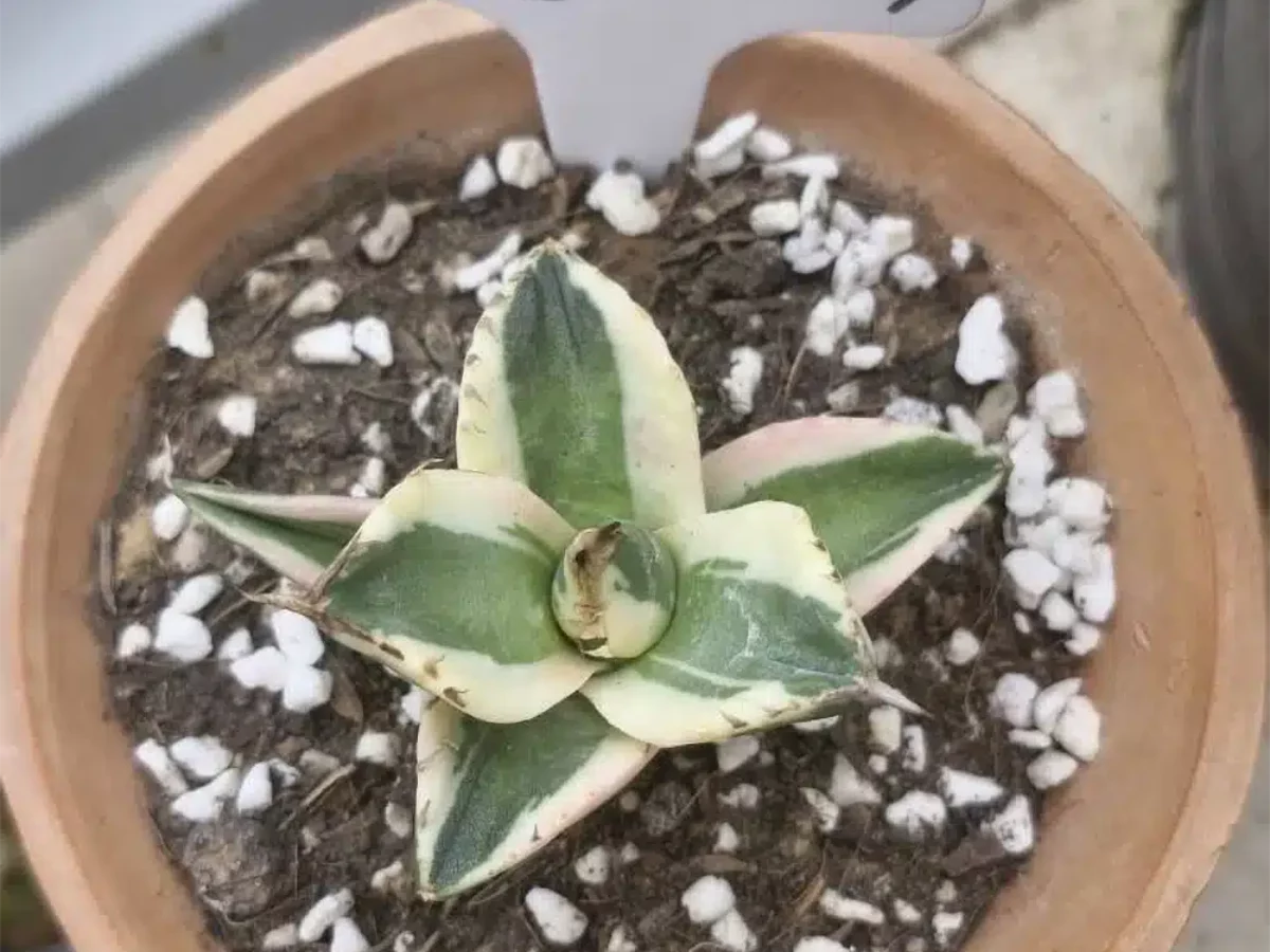 Agave titanota 'Snaggle Tooth' - Agave Plants Store - Tropics @Home