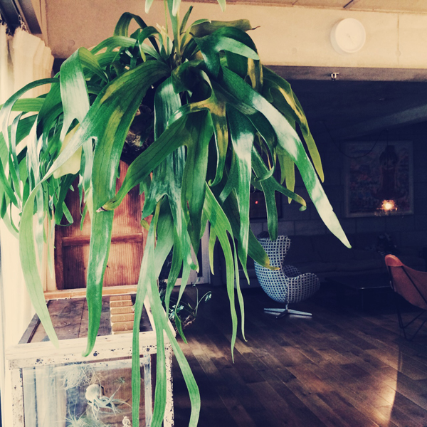 コウモリラン（ビカクシダ） | TRANSHIP JEWELRY