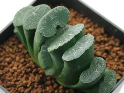 トレジャー | 塊根植物・コーディックス・多肉植物の処分,買取は