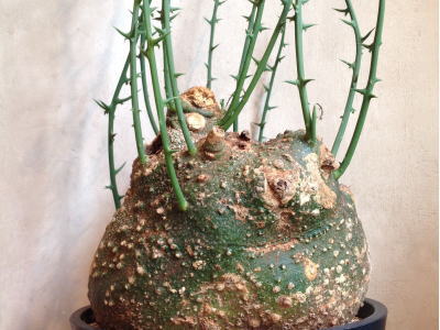 トレジャー | 塊根植物・コーディックス・多肉植物の処分,買取は