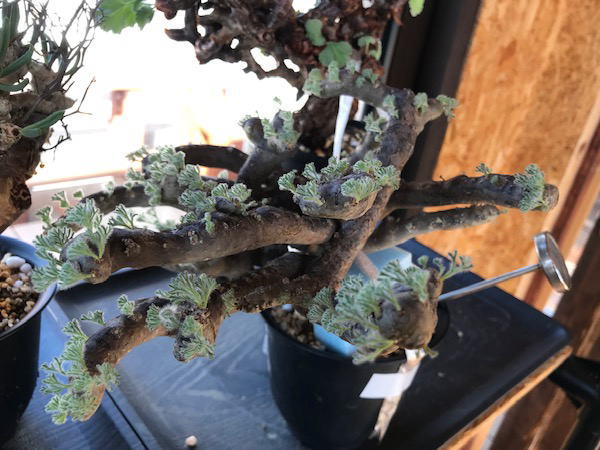 サルコカウロン ムルチフィズム 発根管理2 | 塊根植物・コーディックス