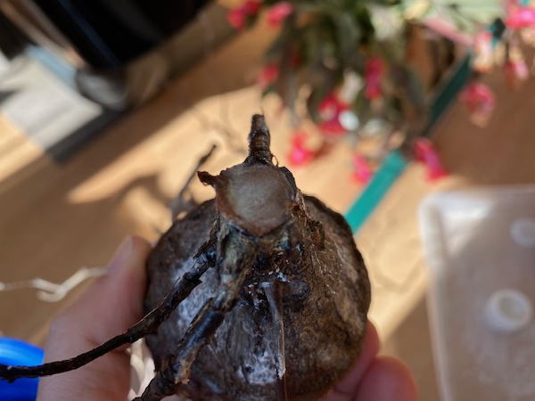 オペルクリカリア パキプス1 発根管理1 | 塊根植物・コーディックス