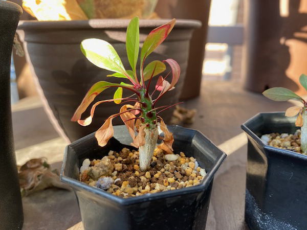 フォークイエリア ファシクラータ 実生日記4 | 塊根植物・コーディック