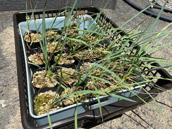 ユッカ ロストラータ 実生日記1 | 塊根植物・コーディックス・多肉植物