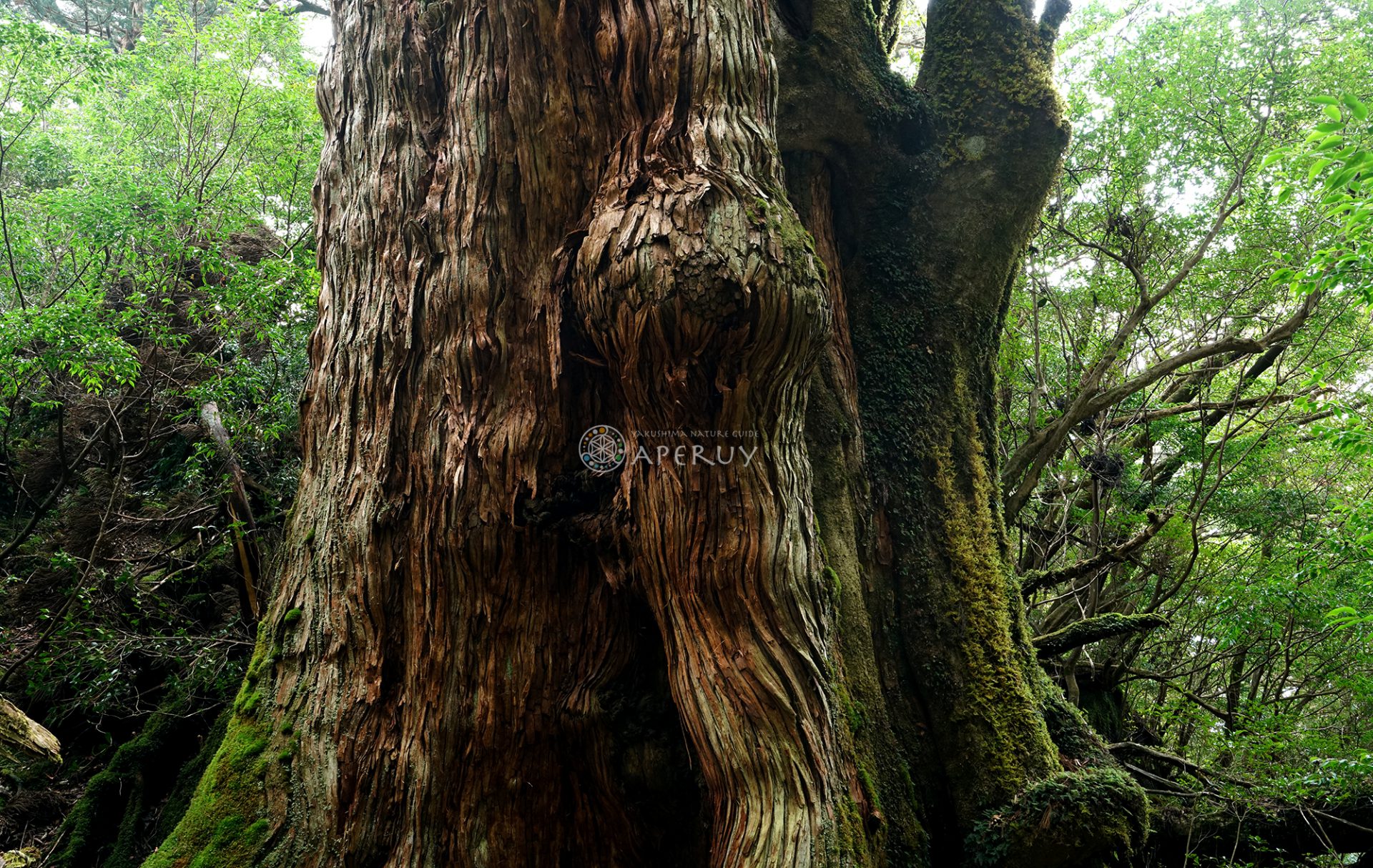 スーパーロング大和杉 – aperuy
