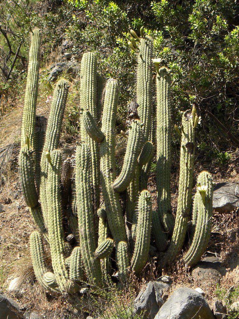 Trichocereus chiloensis (Echinopsis chiloensis) T.chilensis
