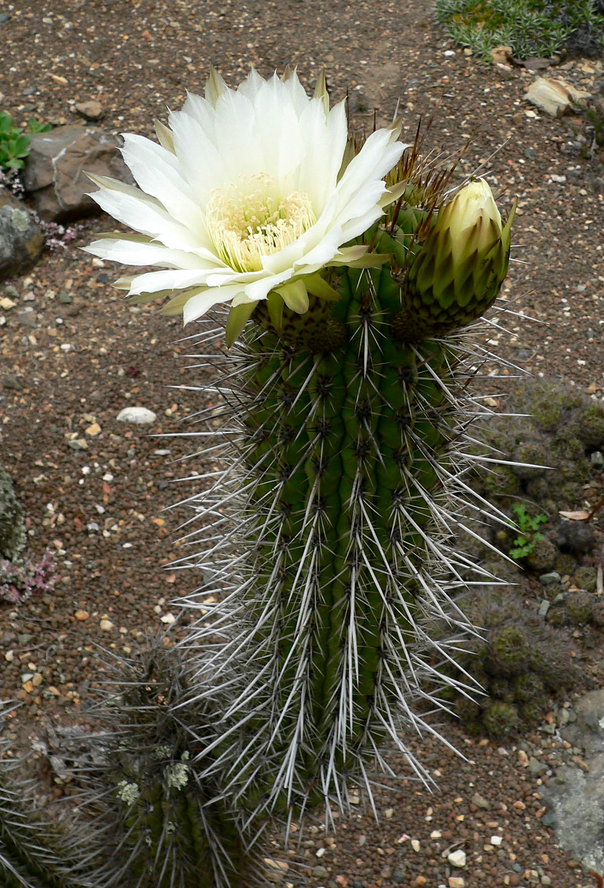 Trichocereus chiloensis (Echinopsis chiloensis) T.chilensis