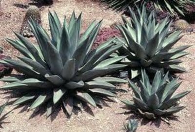 Agave Sharkskin |