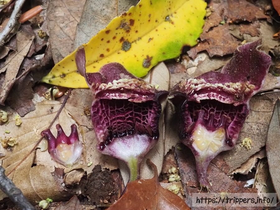 タマノカンアオイ