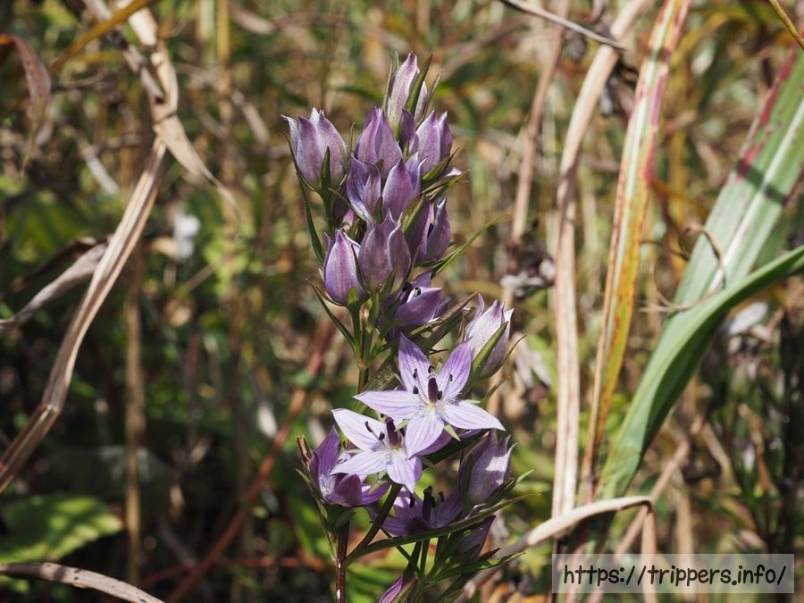 ムラサキセンブリ