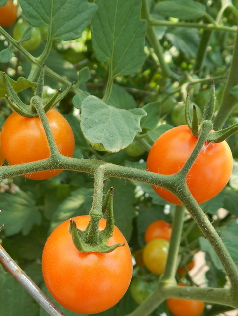 Cherry Tomatoes – Twice as Tasty