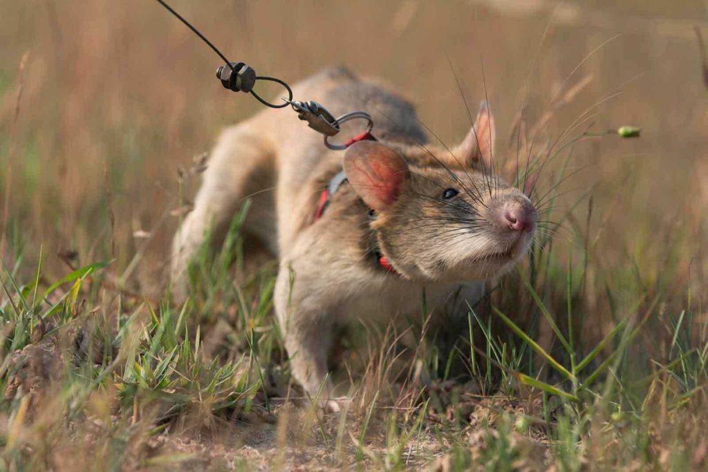 Meet the HeroRATs: A One-of-a-Kind Conservation Animal Experience
