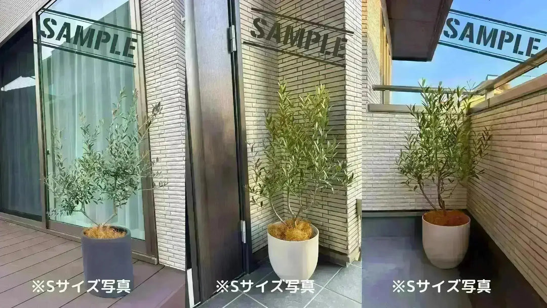 NEWシプレシーノ（オリーブの木）｜大型商品｜NO.1942｜約160cm｜人気