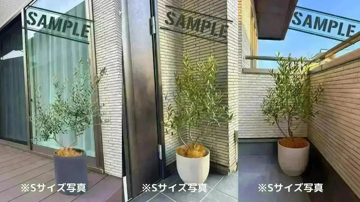 NEWシプレシーノ（オリーブの木）｜大型商品｜NO.1942｜約160cm｜人気