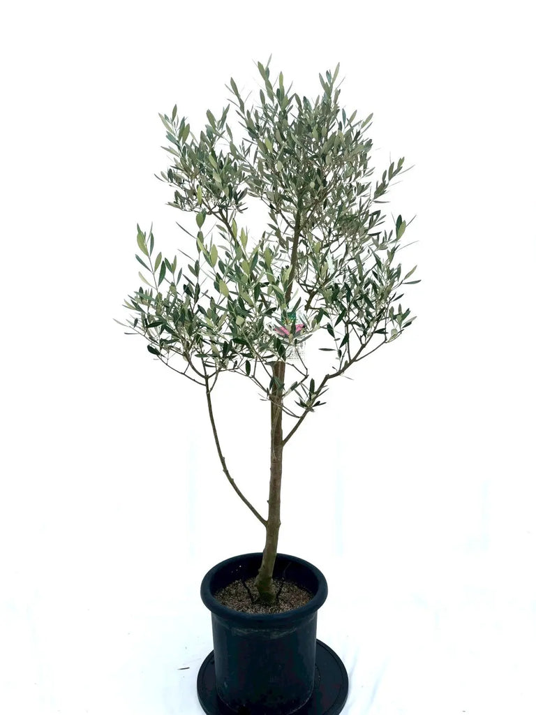 ミッション（オリーブの木）｜Lサイズ｜NO.10613｜約155cm｜人気・直立