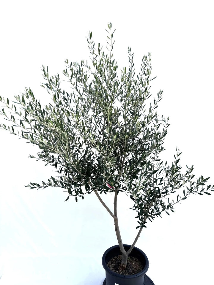 NEWアスコラーナ（オリーブの木）｜Lサイズ｜NO.10680｜約175cm｜観賞