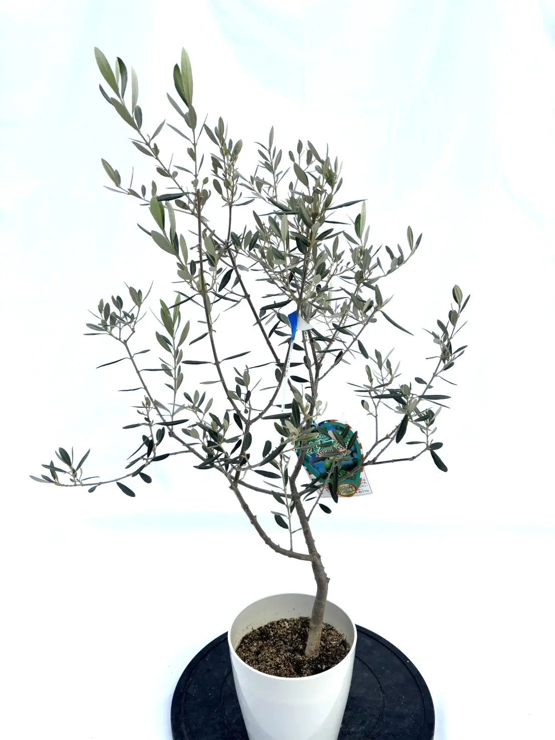 希少・室内向き・銀葉】アメリカン（オリーブの木）〈直立型〉｜80cm