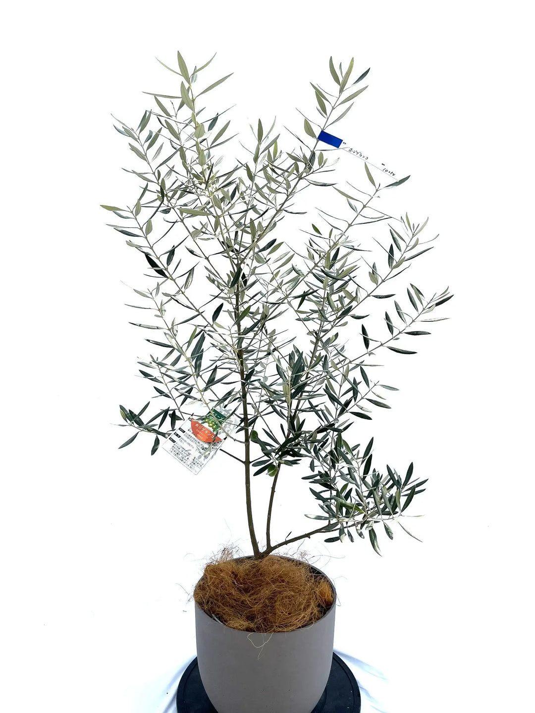 10254-4_1080x.jpg?v=1729520408