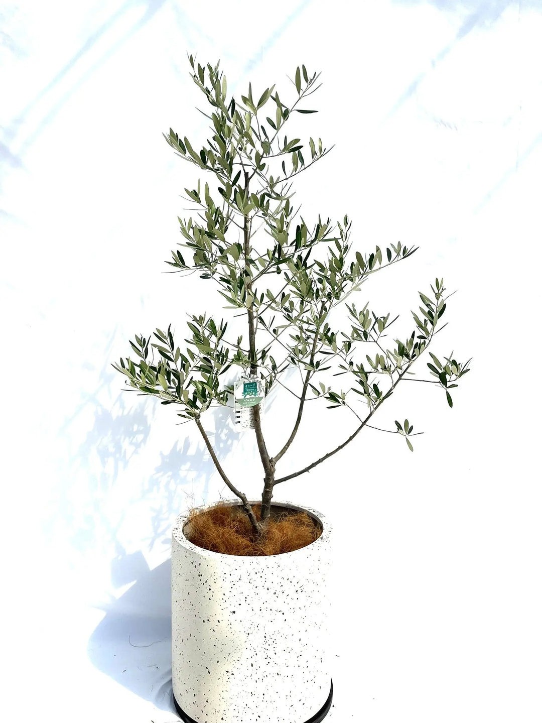 バルネア Lサイズ 約150cm NO.10275 オリーブの木 - 株式会社鶴亀園