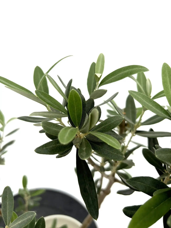 10292-3_720x.jpg?v=1742963302