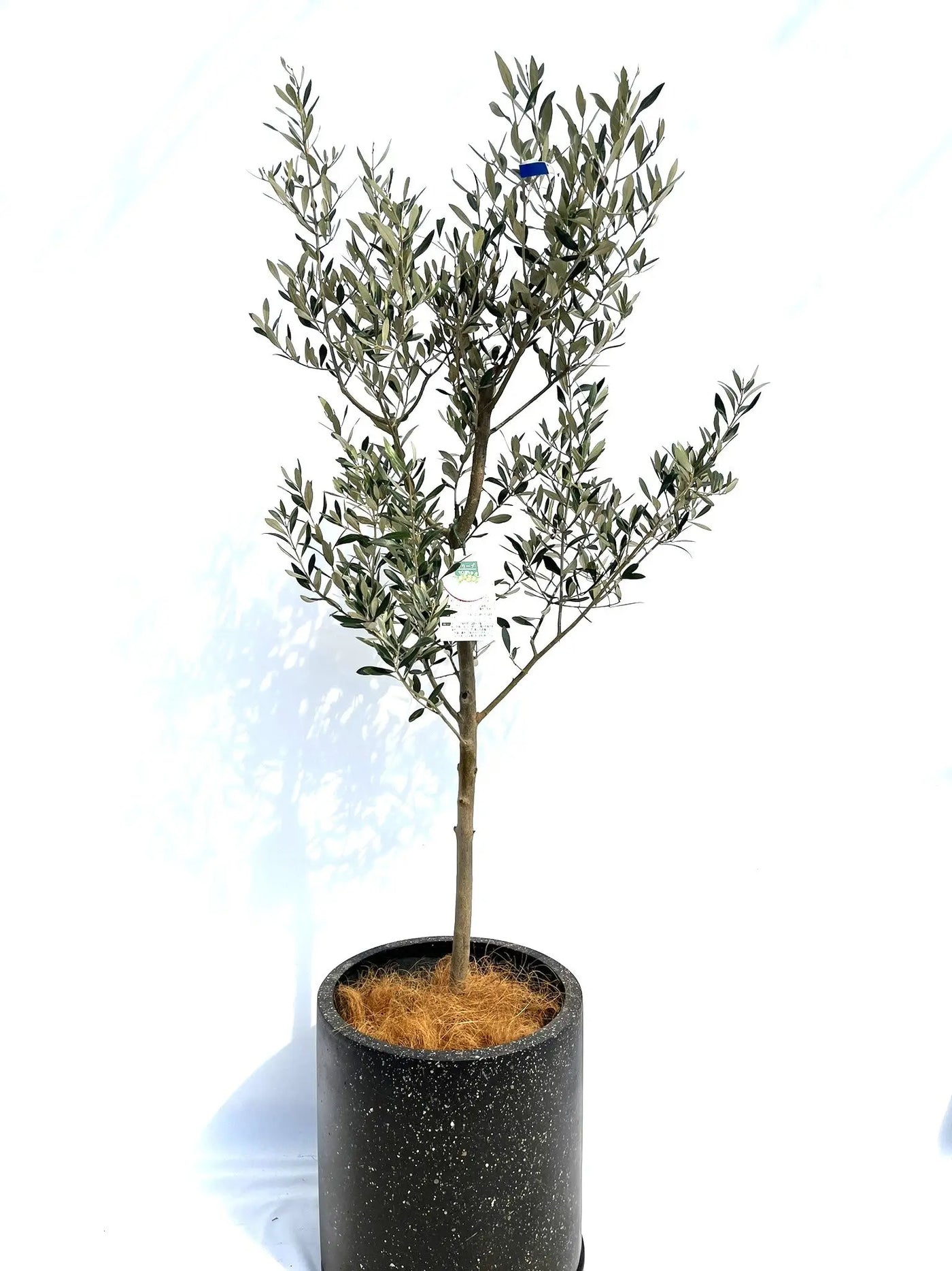 ミッション Lサイズ 約170cm NO.10281 オリーブの木 - 株式会社鶴亀園