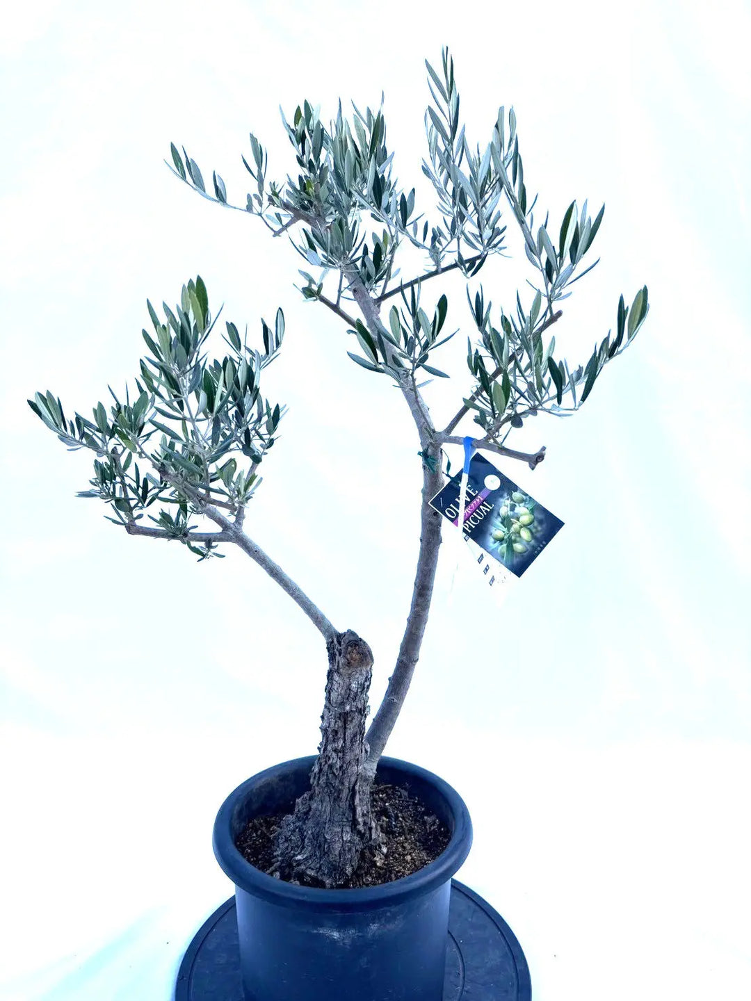 ピクアル Mサイズ 約100cm NO.10374 オリーブの木 - 株式会社鶴亀園