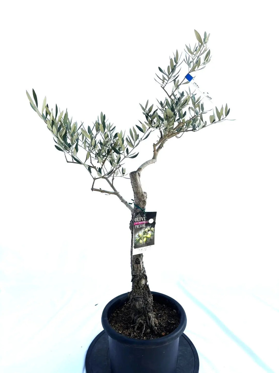 ピクアル Mサイズ 約100cm NO.10377 オリーブの木 - 株式会社鶴亀園