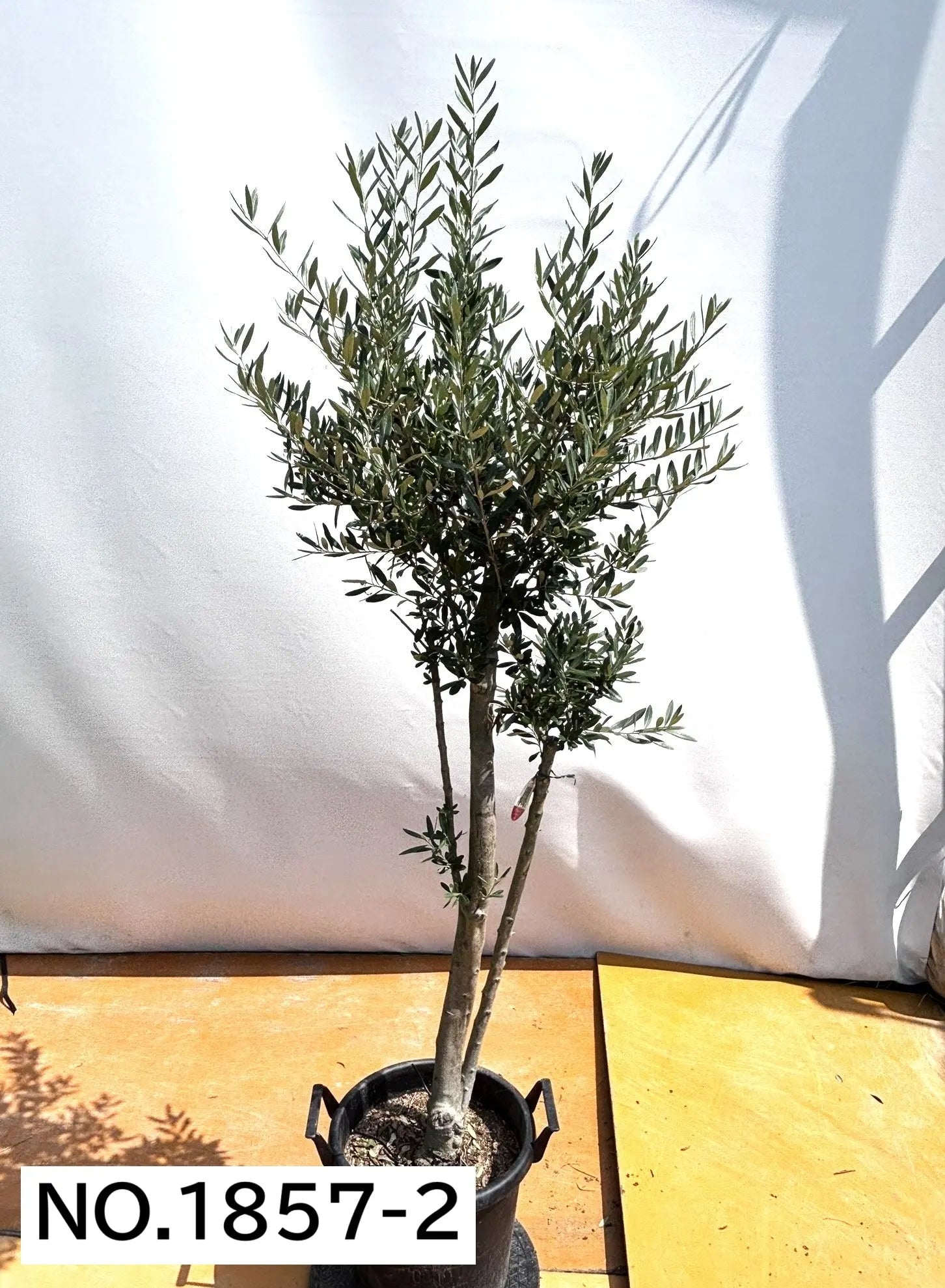 NEWシプレシーノ（オリーブの木）｜大型商品｜NO.1857｜約190cm｜人気