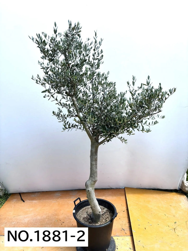 法人限定】ルッカ（オリーブの木）｜XL｜NO.1881｜約200cm｜人気・寒冷