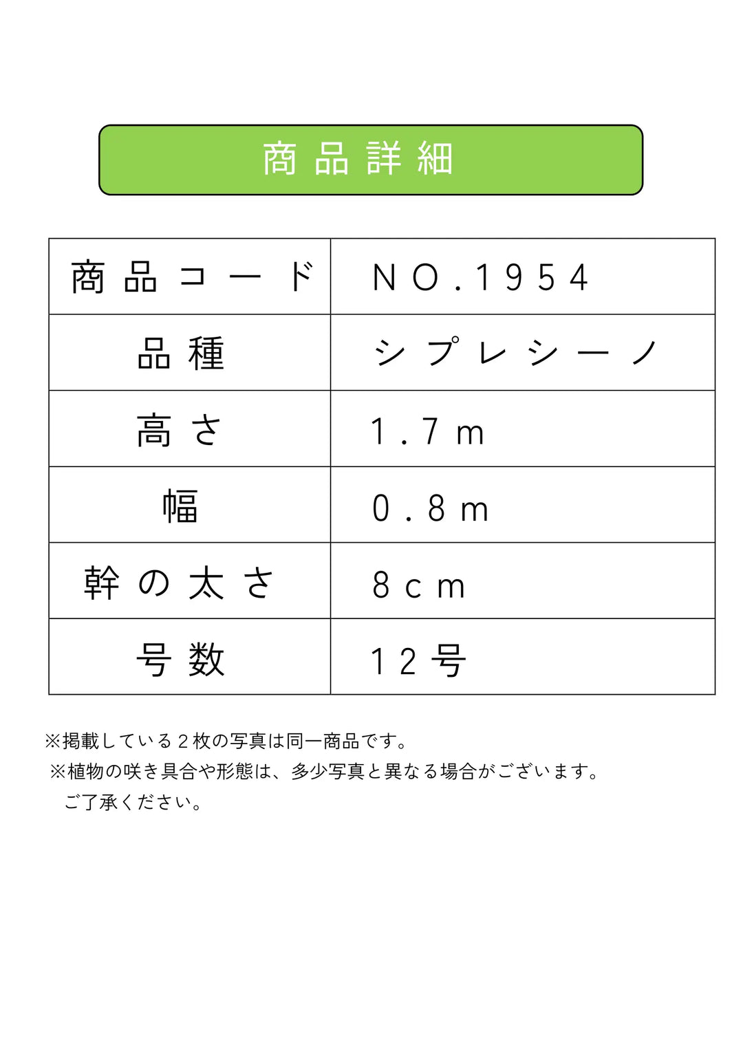 NEWシプレシーノ（オリーブの木）｜大型商品｜NO.1954｜約170cm｜人気