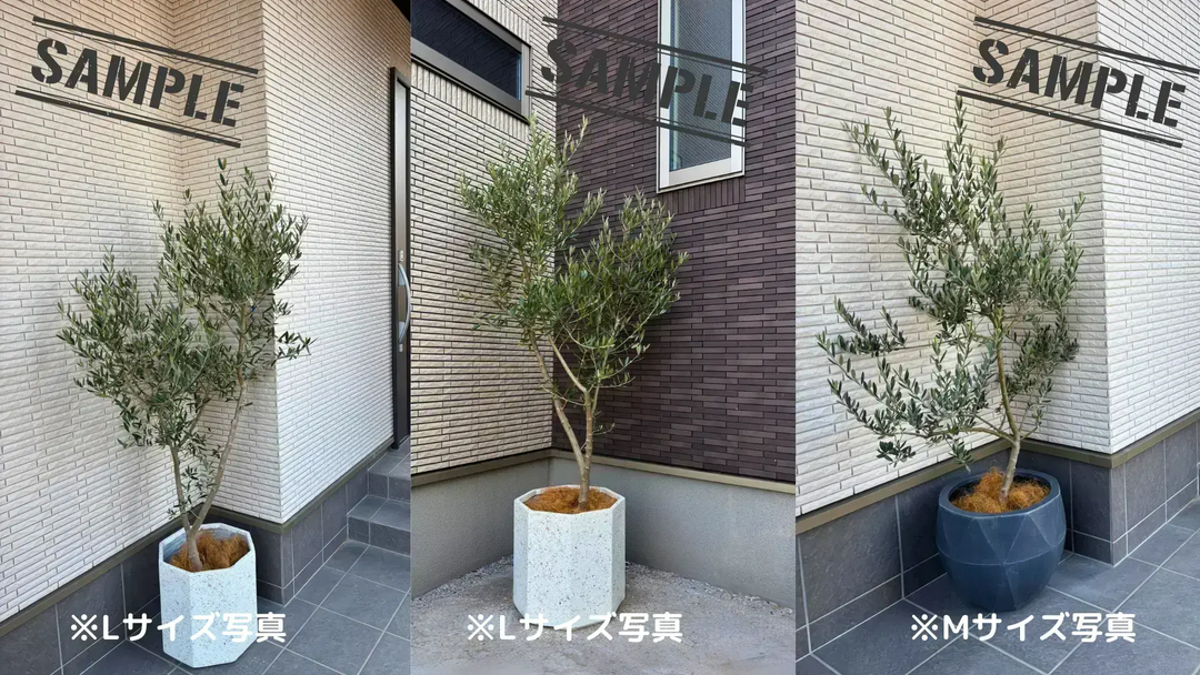 NEWアスコラーナ（オリーブの木）｜Lサイズ｜NO.10680｜約175cm｜観賞