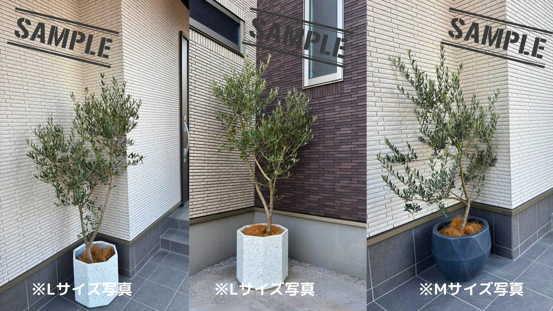 NEWデルモロッコ（オリーブの木）｜Mサイズ｜K-348｜約130cm｜希少