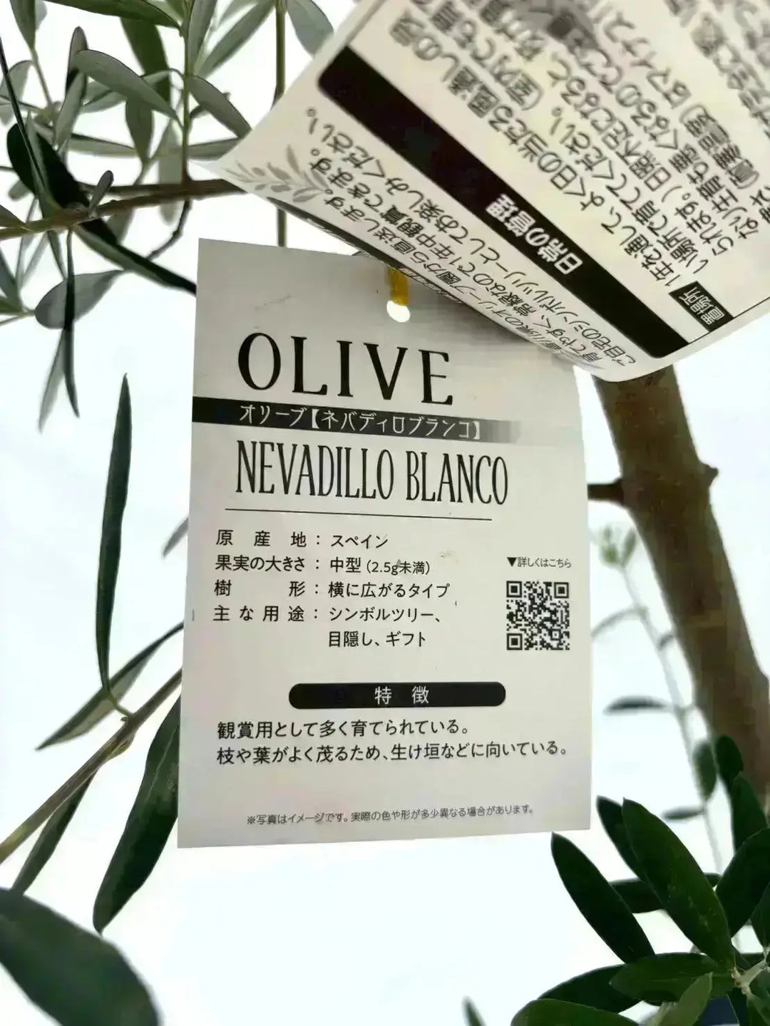 NEWネバディロブランコ（オリーブの木）｜大型商品｜NO.1940｜約110cm