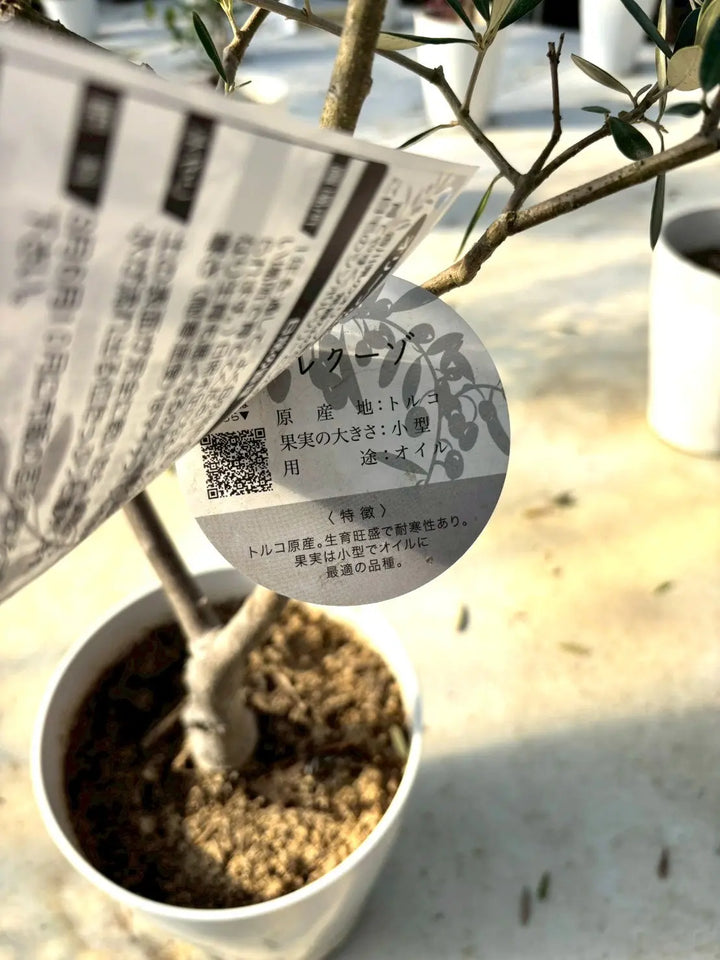 NEWアレクーゾ（オリーブの木）｜Mサイズ｜K-319｜約110cm｜実つき良好