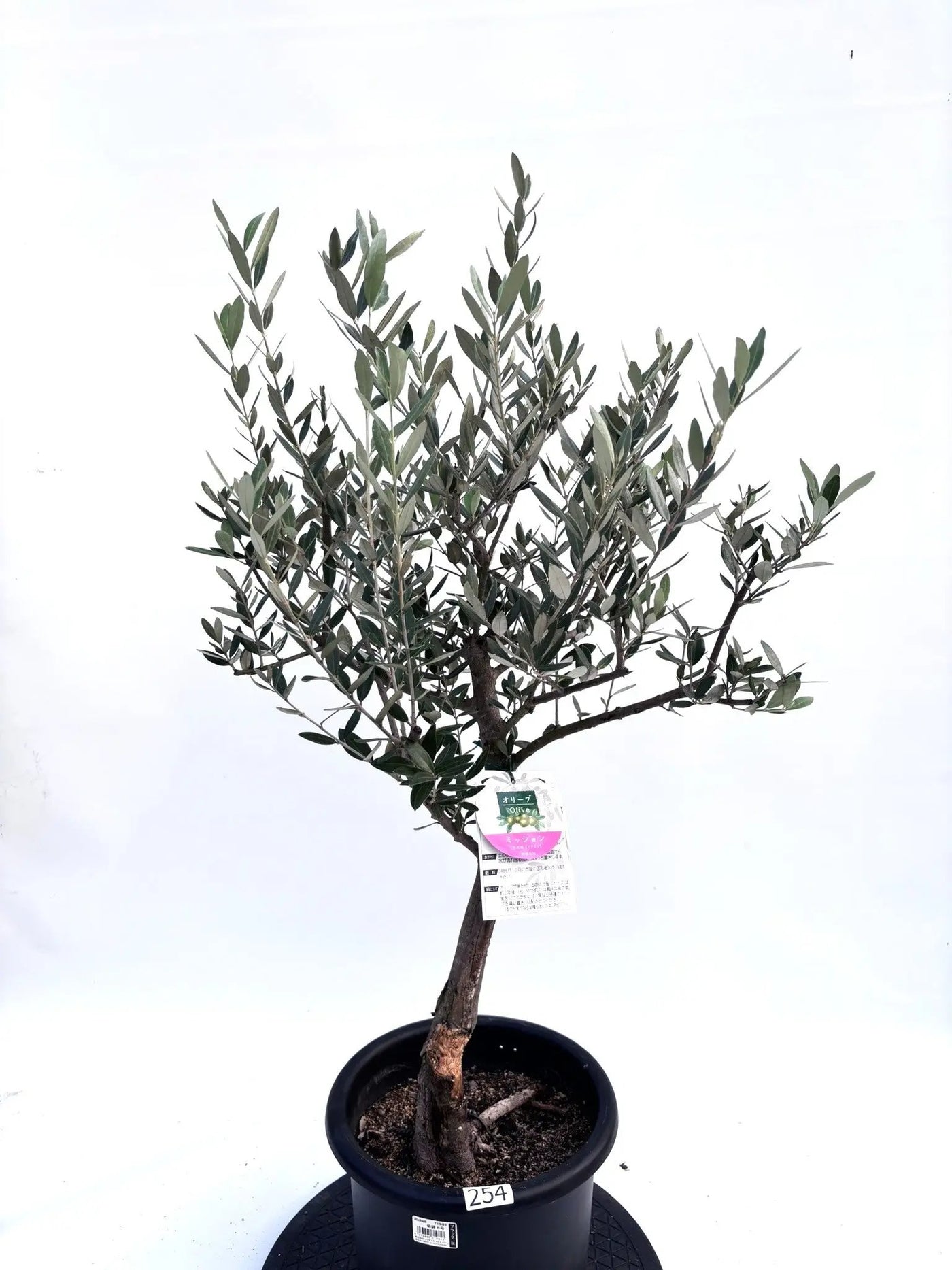 NEWミッション（オリーブの木）｜Mサイズ｜K-254｜約100cm｜人気・直立