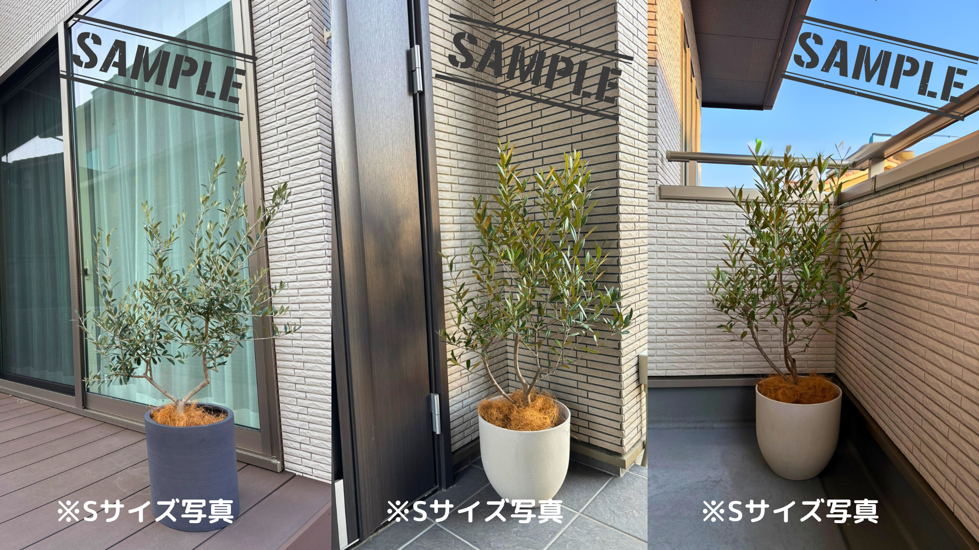 NEWペンドリノ（オリーブの木）｜Mサイズ｜K-331｜約130cm｜希少・下垂