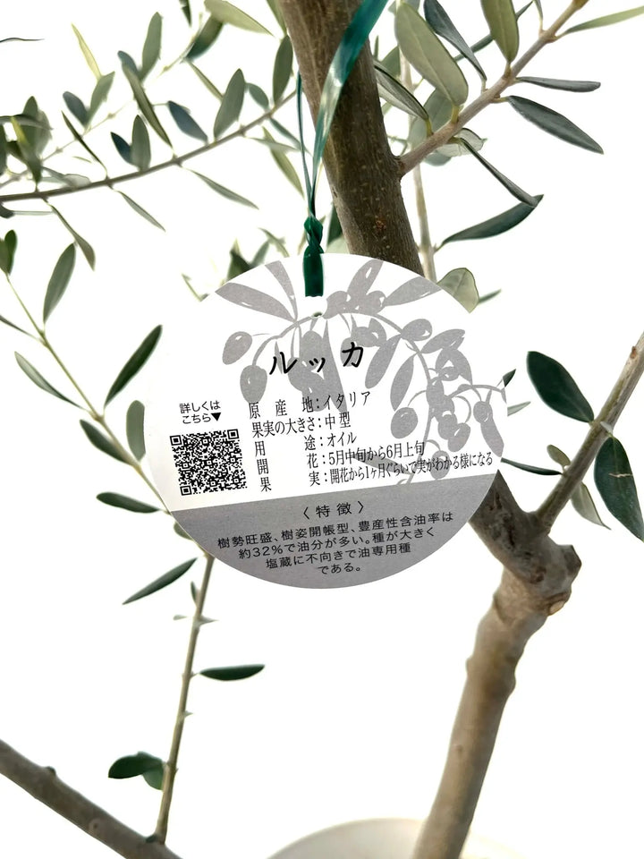 67c0709dc605ed6805a41416cd6164