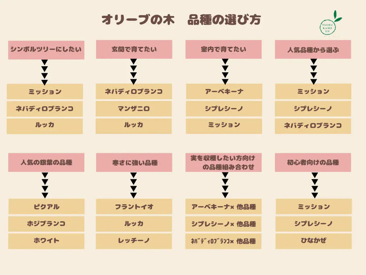 ホワイト Lサイズ 約160cm K-48 オリーブの木 - 株式会社鶴亀園