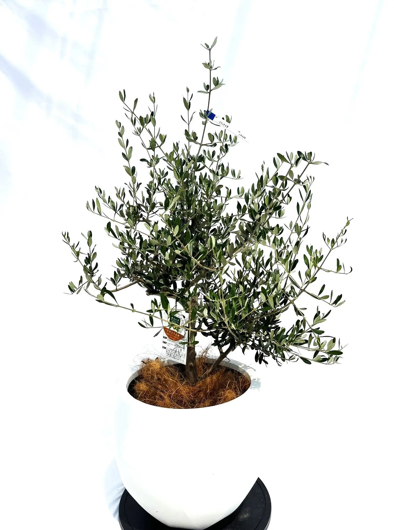 フラントイオ Mサイズ 約110cm NO.10230 オリーブの木 - 株式会社鶴亀園