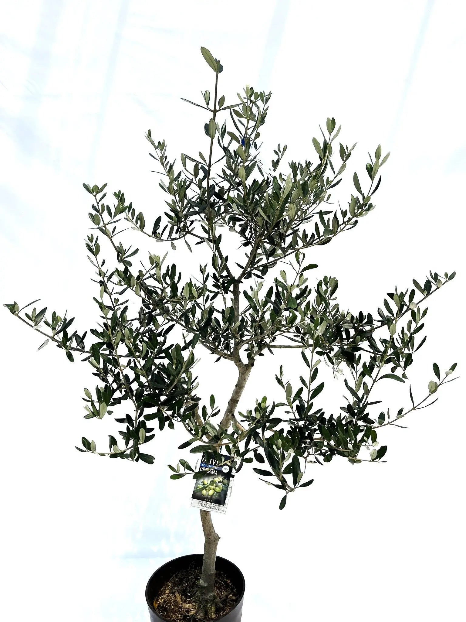コレッジョラ Mサイズ 約140cm NO.10222 オリーブの木 - 株式会社鶴亀園