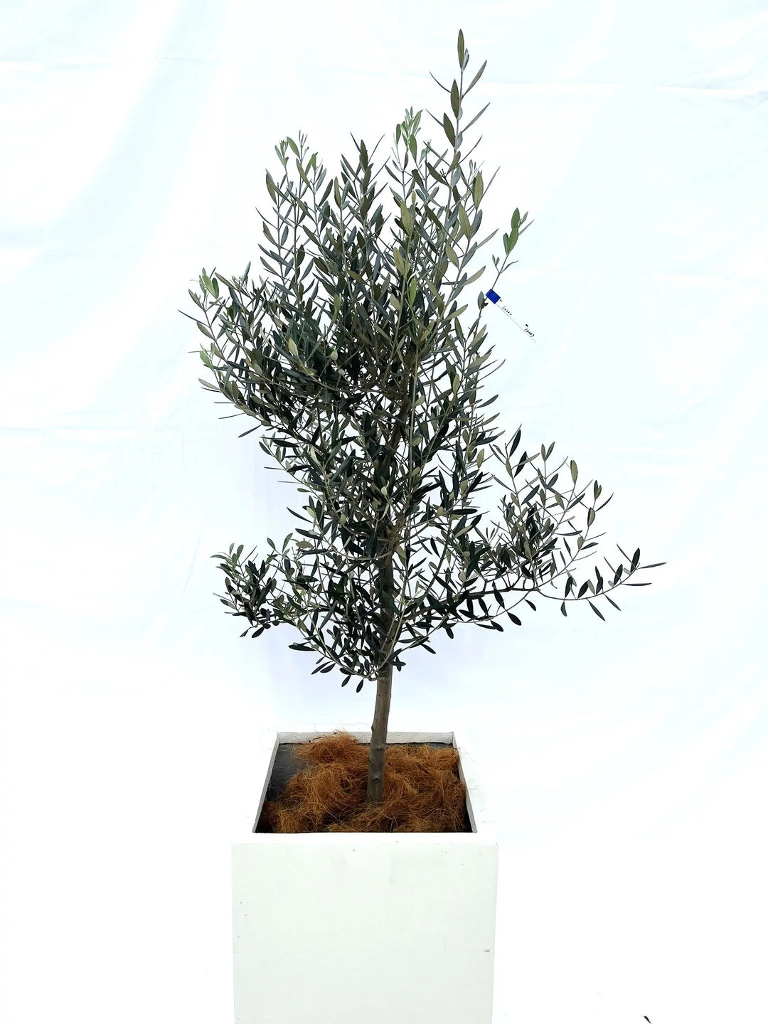 IMG_0198_1080x.jpg?v=1729519614